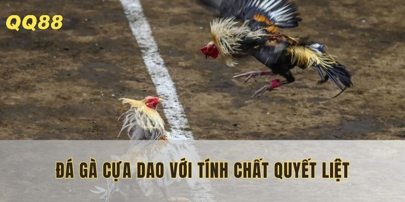 Thu hút nhiều khán giả mỗi trận đấu