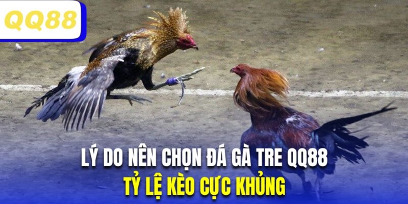 Các trận đấu kê tre thường có tỷ lệ thưởng khủng